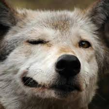 wolf winking