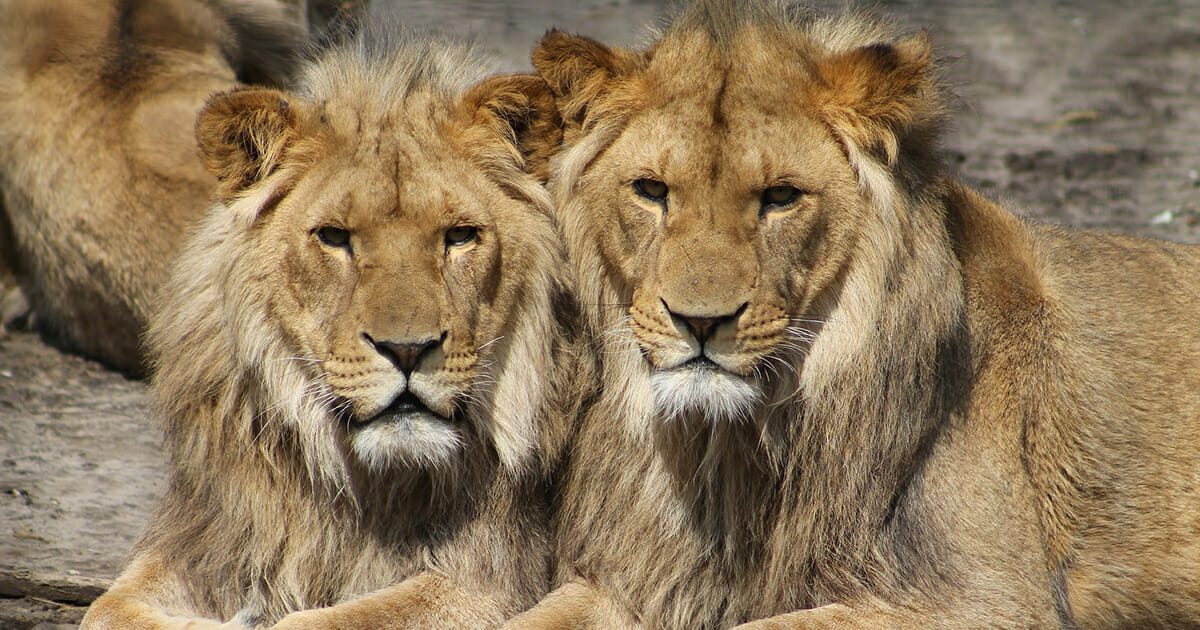lions1